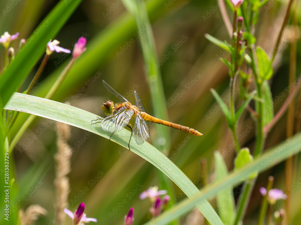 Female Common Darter Dragonfly on a Leaf