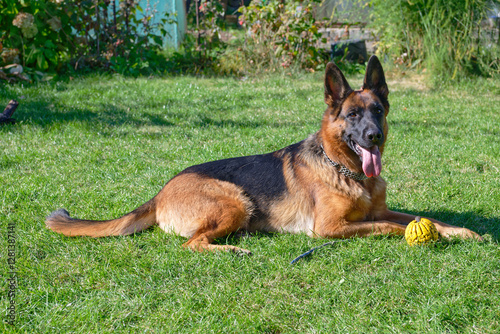 German shepherd on a green grass