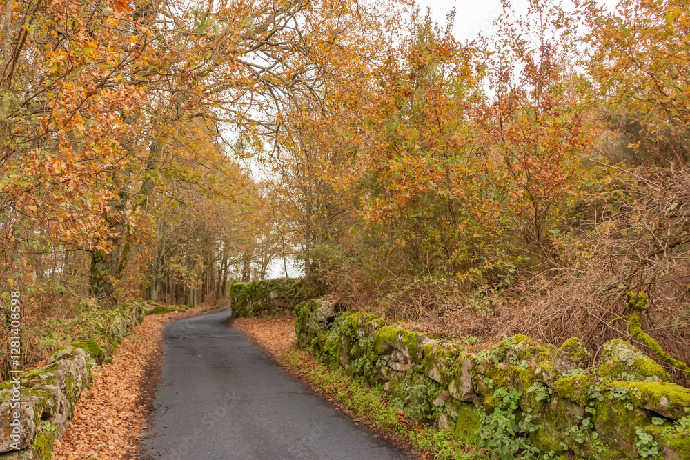 Fototapeta premium path in autumn forest