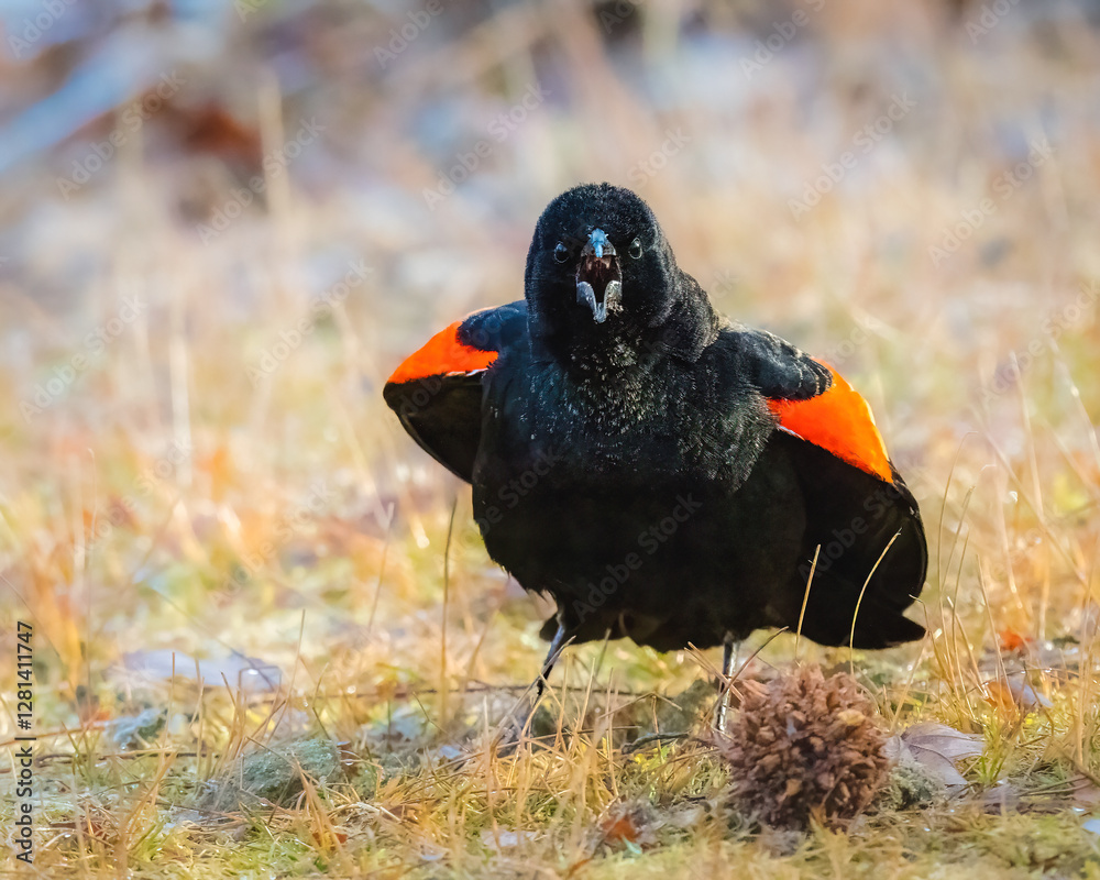 Red-Winged Blackbird. A blackbird is standing on the ground, flapping wings, opening mouth, singing.