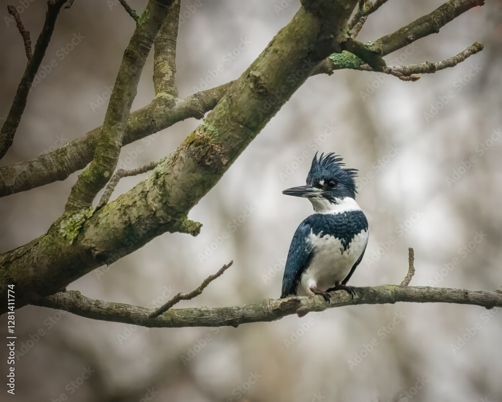 Belted Kingfisher. A small bird is standing on the tree branch in the moody winter morning, looking around. .