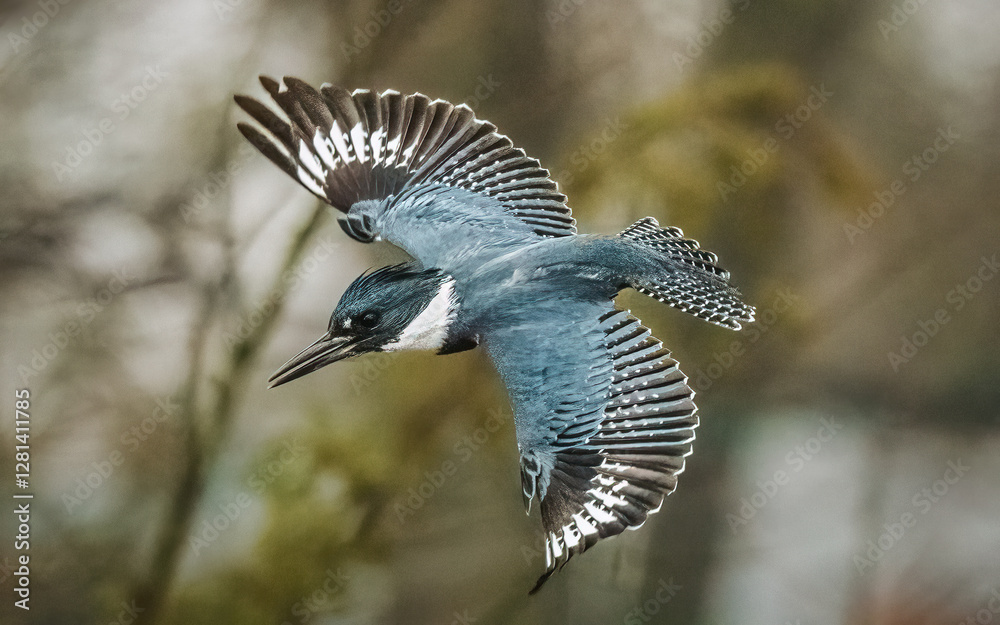 Belted Kingfisher. A beautiful bird opening two wings, jumping, flying down.