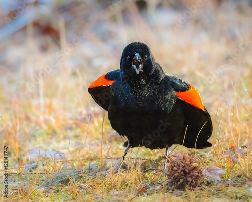 Obraz na płótnie Red-Winged Blackbird. A blackbird is standing on the ground, flapping wings, opening mouth, singing. w salonie