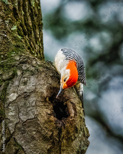 Red-Bellied Woodpecker. A colorful bird is climbing on a tree trunk by a black hole, turning body around, curiously looking.