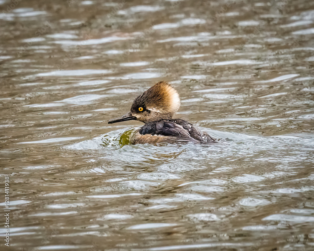 A merganser with striking yellow eyes glides gracefully across a rippling water surface. Its distinctive crest creates a unique profile against the soft, reflective water backdrop.