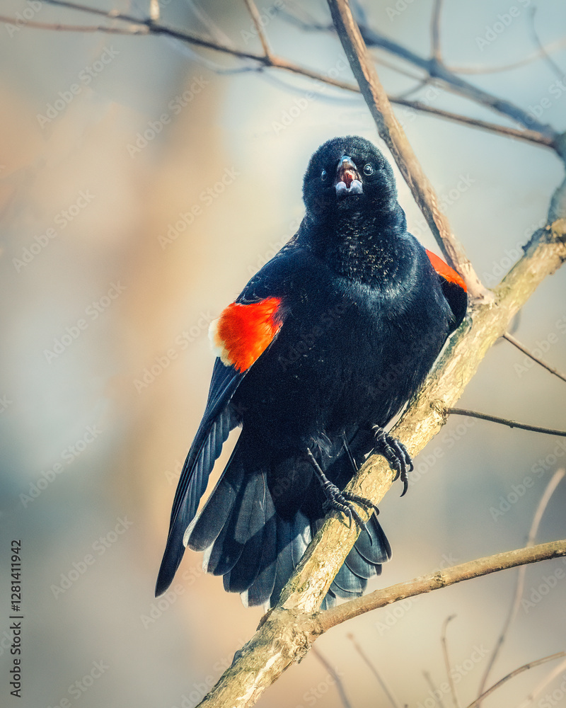 A black bird with striking red and white patches on its wings perches on a branch, its gaze directed forward. The background is softly blurred, highlighting the bird's glossy feathers.