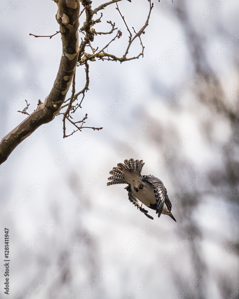 A bird is captured mid-flight, diving from a thin branch against a cloudy sky. The bird’s wings are slightly spread, showcasing intricate patterns on its feathers..