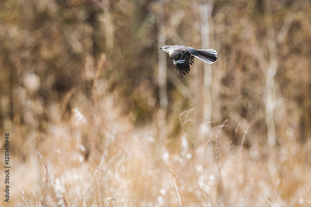 A bird in flight is captured against a blurred background of tall grasses and trees. The bird appears to be in mid-motion, highlighting its wings and tail feathers.