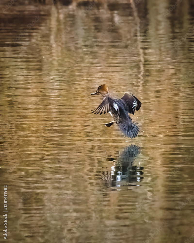 A bird gracefully glides just above the water's surface, creating a soft reflection on the shimmering water. The surrounding environment is calm, with earthy tones providing a serene backdrop..