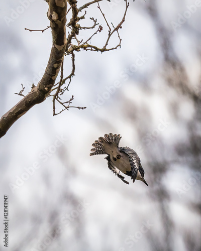 Obraz na płótnie A bird is captured mid-flight, diving from a thin branch against a cloudy sky. The bird’s wings are slightly spread, showcasing intricate patterns on its feathers.. w salonie