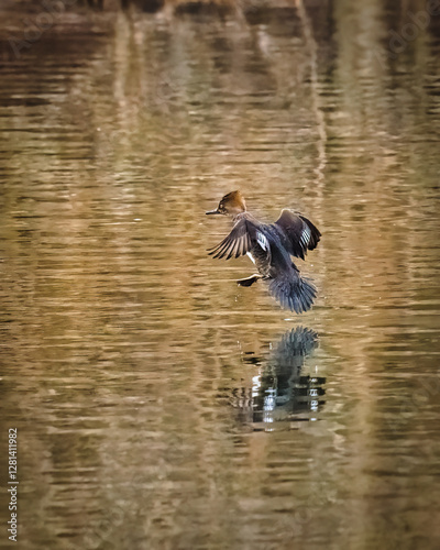 Obraz na płótnie A bird gracefully glides just above the water's surface, creating a soft reflection on the shimmering water. The surrounding environment is calm, with earthy tones providing a serene backdrop.. w salonie