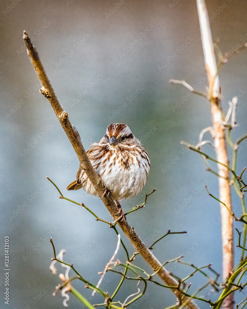 A small bird is perched on a thin branch, surrounded by sparse twigs. The background is softly blurred, highlighting the bird's detailed plumage.