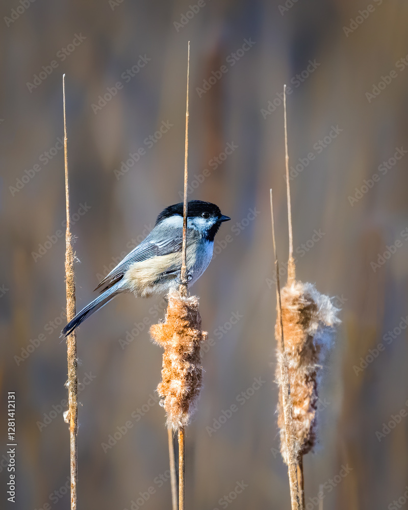 A small bird with black and white feathers perches delicately on a fluffy cattail. The background is softly blurred, highlighting the bird's intricate details and the texture of the plants..