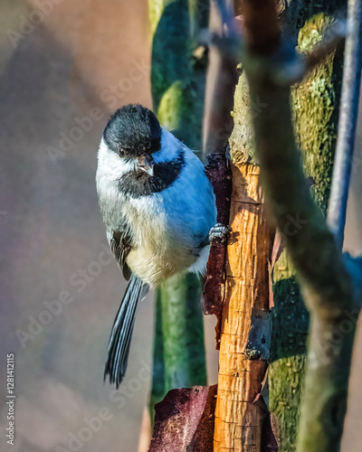 A small bird with a black cap and white underside clings to the bark of a tree, surrounded by branches in a natural setting. The lighting highlights the bird’s delicate features against a blurred, ear