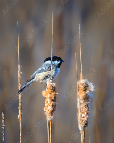 Obraz na płótnie A small bird with black and white feathers perches delicately on a fluffy cattail. The background is softly blurred, highlighting the bird's intricate details and the texture of the plants.. w salonie