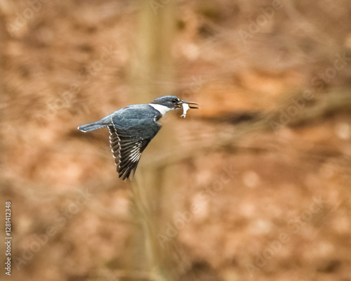 Obraz na płótnie A bird is captured mid-flight with a small fish in its beak, against a blurred, earthy background. Its wings are spread wide, showcasing intricate feather patterns. w salonie