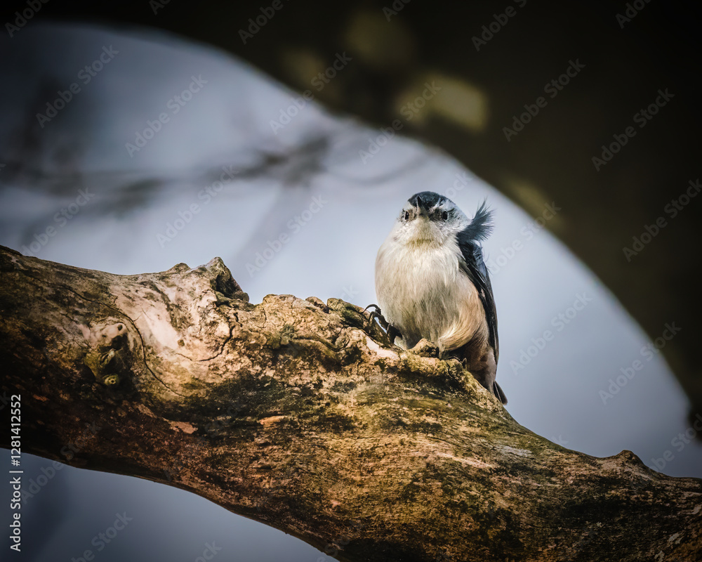A small bird perches on a gnarled tree branch, its feathers slightly fluffed against a blurred backdrop. Soft lighting creates a tranquil atmosphere as the bird gazes outward..