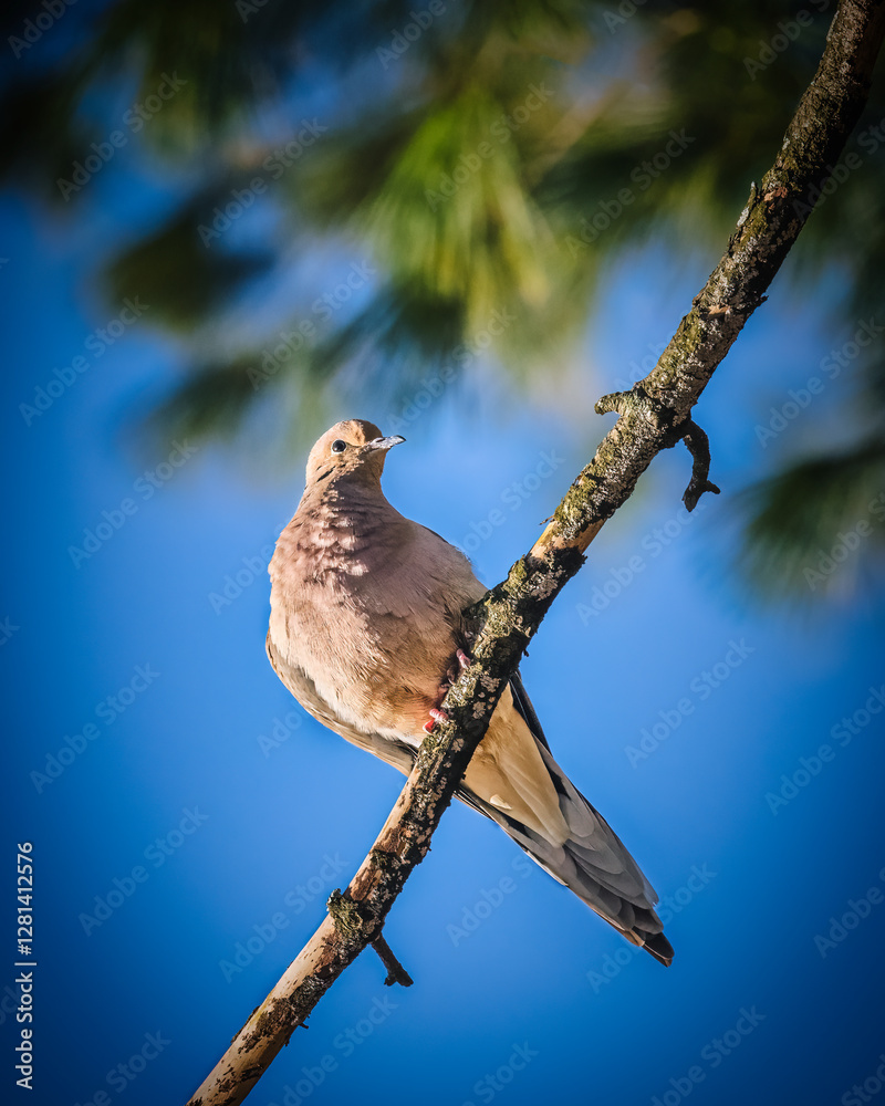 A lone dove perches gracefully on a slender branch, set against a vibrant blue sky. The background is softly blurred with hints of green foliage, highlighting the bird's delicate plumage..