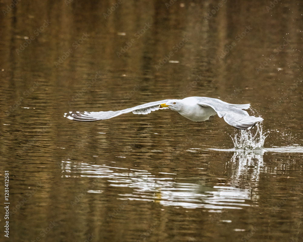 A seagull gracefully skims the surface of the water, creating ripples with its wings. The reflection of the bird adds symmetry to the serene scene.
