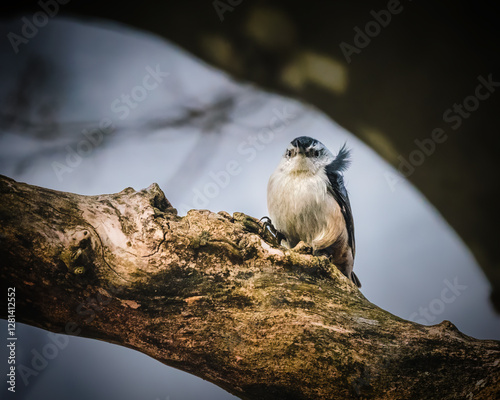 Obraz na płótnie A small bird perches on a gnarled tree branch, its feathers slightly fluffed against a blurred backdrop. Soft lighting creates a tranquil atmosphere as the bird gazes outward.. w salonie