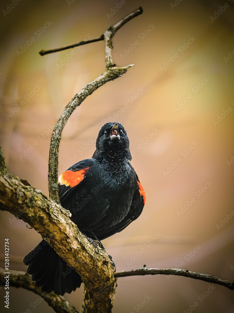 A black bird with striking red and yellow patches on its wings perches on a tree branch, its beak open as if calling out. The background is softly blurred, highlighting the vibrant colors of the bird.