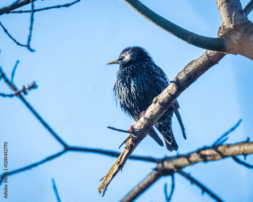 A bird with iridescent feathers perches on a branch against a clear blue sky. The branches around it are mostly bare, hinting at early spring or late winter.