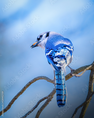 Obraz na płótnie A blue jay perches gracefully on a branch, showcasing its vibrant plumage against a soft, blurred background. The bird seems poised and attentive, adding a touch of serenity to the scene.. w salonie