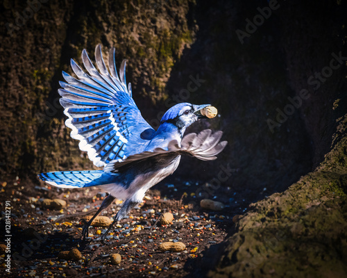 Obraz na płótnie A blue jay is captured mid-flight with its wings fully spread, holding a peanut in its beak. The scene is set against a dark, natural background with peanuts scattered on the ground.. w salonie