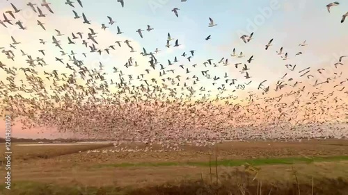 Large flock of Canadian snow geese blasting off from a farmer's corn in the Pungo Lakes, NC area during winter migration. 