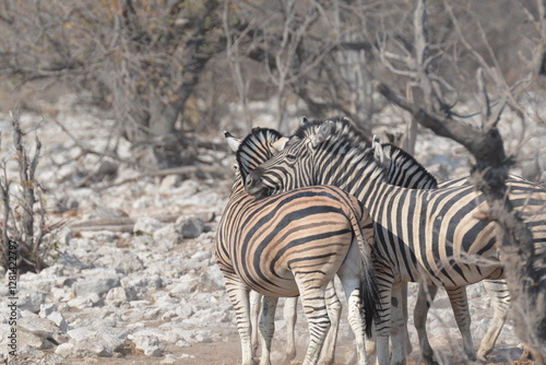 Foto In the foreground, there are zebras with their characteristic striped coats that create a fascinating visual effect