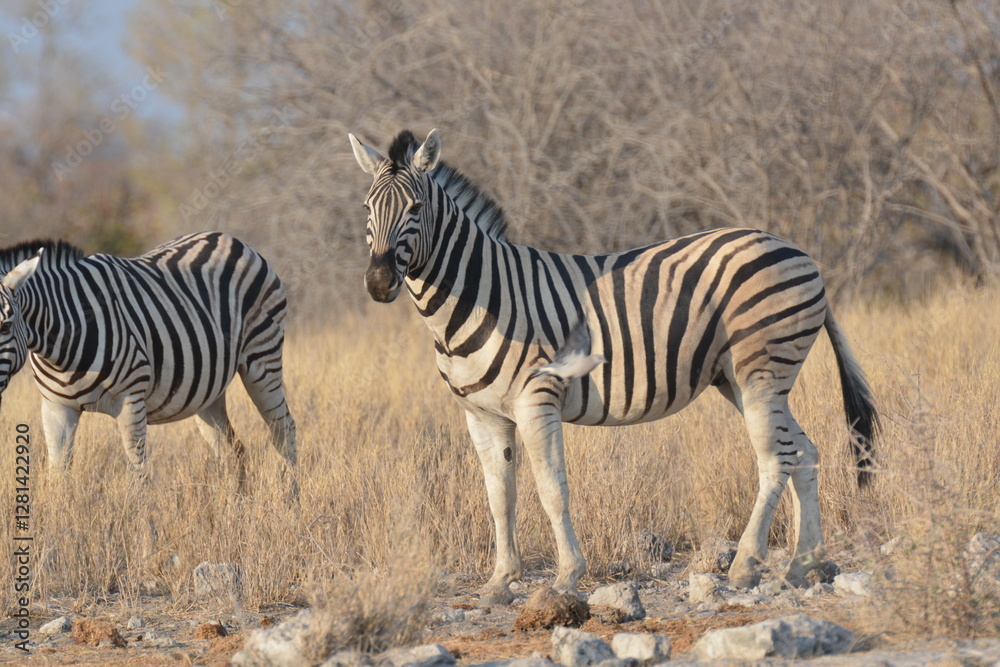 Fototapeta premium In the foreground, there are zebras with their characteristic striped coats that create a fascinating visual effect.