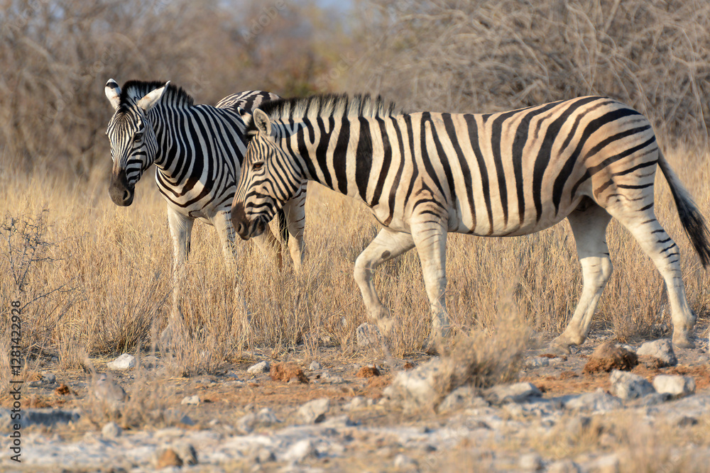 Obraz premium In the foreground, there are zebras with their characteristic striped coats that create a fascinating visual effect.