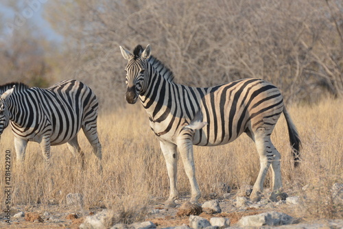 Photos In the foreground, there are zebras with their characteristic striped coats that create a fascinating visual effect