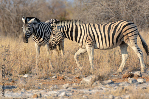 Foto In the foreground, there are zebras with their characteristic striped coats that create a fascinating visual effect