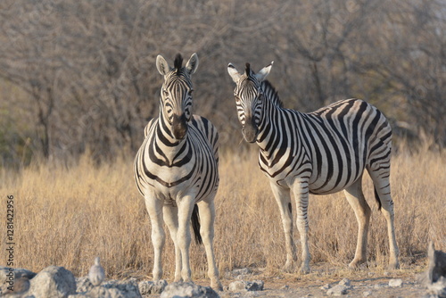Foto In the foreground, there are zebras with their characteristic striped coats that create a fascinating visual effect