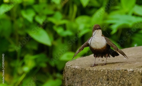 Dipper collecting nesting material