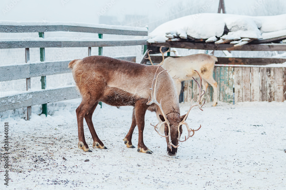 Reindeer with horns in an enclosure in a snowy ethnic village. Reindeer with horns in an enclosure in a snowy ethnic village.