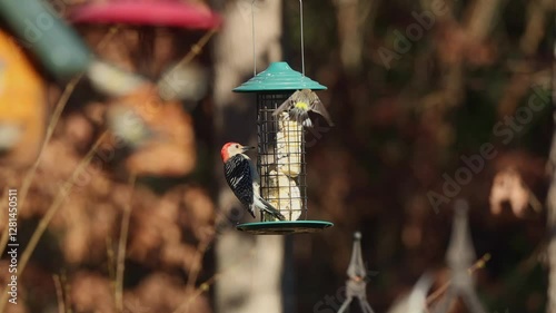 red bellied woodpecker eating suet at handing feeder. 