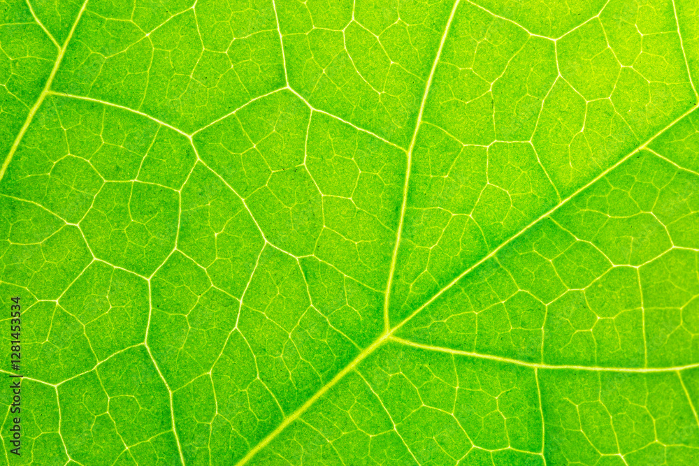 Macro leaves,Leaf texture macro. Leaf vein pattern macro photography. Green leaf cells macro. Leaf close-up shot. Macro leaves,Leaf texture macro. Leaf vein pattern macro photography. Green leaf cells macro. Leaf close-up shot.