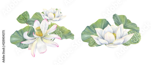 Blooming white lotus with green seed pod head, leaves set watercolor illustration. Tropical Indian Water lily flowers bouquet in realistic style. For greeting, invitation, cosmetic design