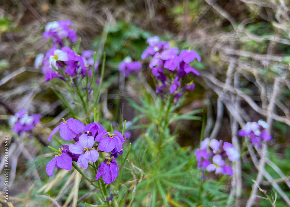 Erysimum scoparium or Alheli del Teide endemic violet flowers in Teide national Park,Tenerife,Canary Islands,Spain.Selective focus. Erysimum scoparium or Alheli del Teide endemic violet flowers in Teide national Park,Tenerife,Canary Islands,Spain.Selective focus.