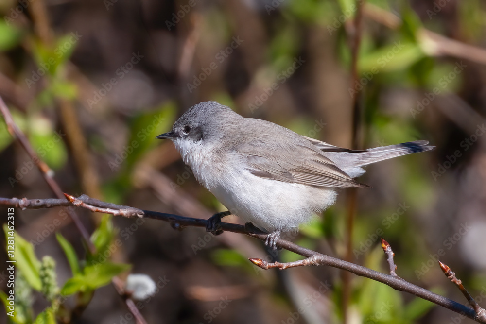 Lesser Whitethroat Lesser Whitethroat