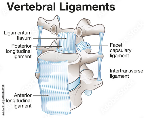 Vertebral ligaments of the spine providing stability, flexibility, and supporting spinal movement and posture, medically illustration, labeled
