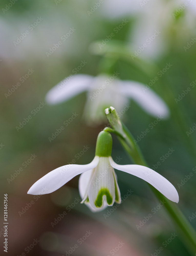 Beautiful close-up of a galanthus nivalis flower Beautiful close-up of a galanthus nivalis flower