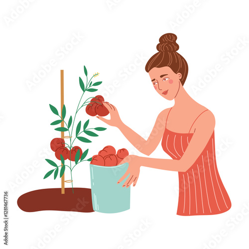 Woman is picking red tomatoes from the bush. Vector illustration