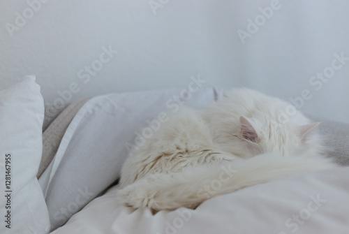 A beautiful, long-haired white turkish angora cat with fluffy fur sits gracefully on a minimalist sofa on living room.