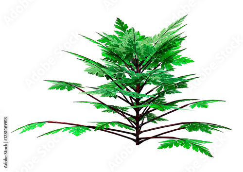 Foto 3D Rendering Herb Robert Plant on White