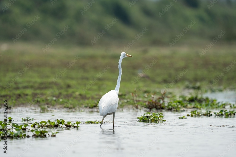 Fototapeta premium Egret in a tranquil wetland setting.
