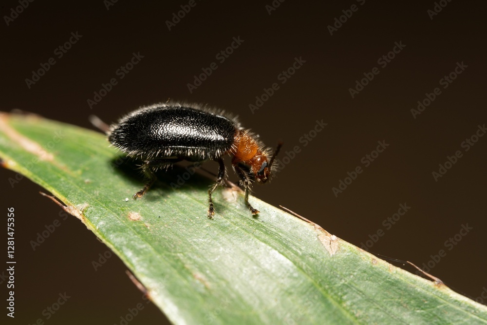 Close-up of a beetle on a leaf. Close-up of a beetle on a leaf.