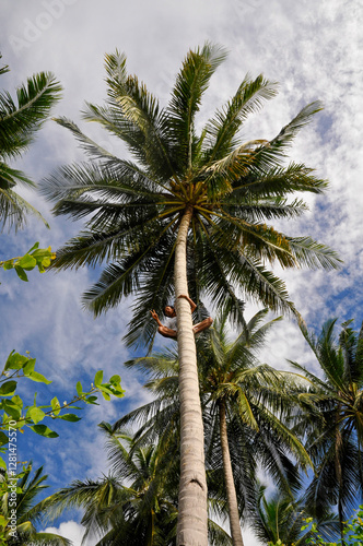 Low angle view of a coconut palm tree in a topical sunny day